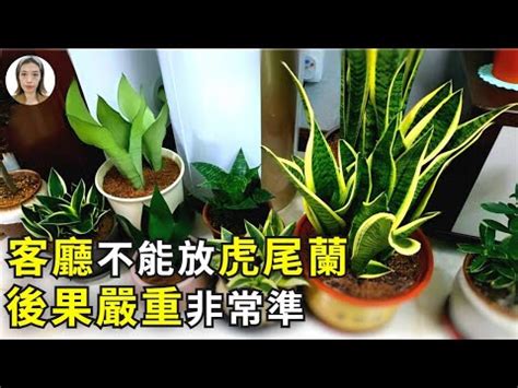 招財風水禁忌擺放虎尾蘭風水|招財風水禁忌擺放虎尾蘭風水：如何讓虎尾蘭成為富裕的象徵